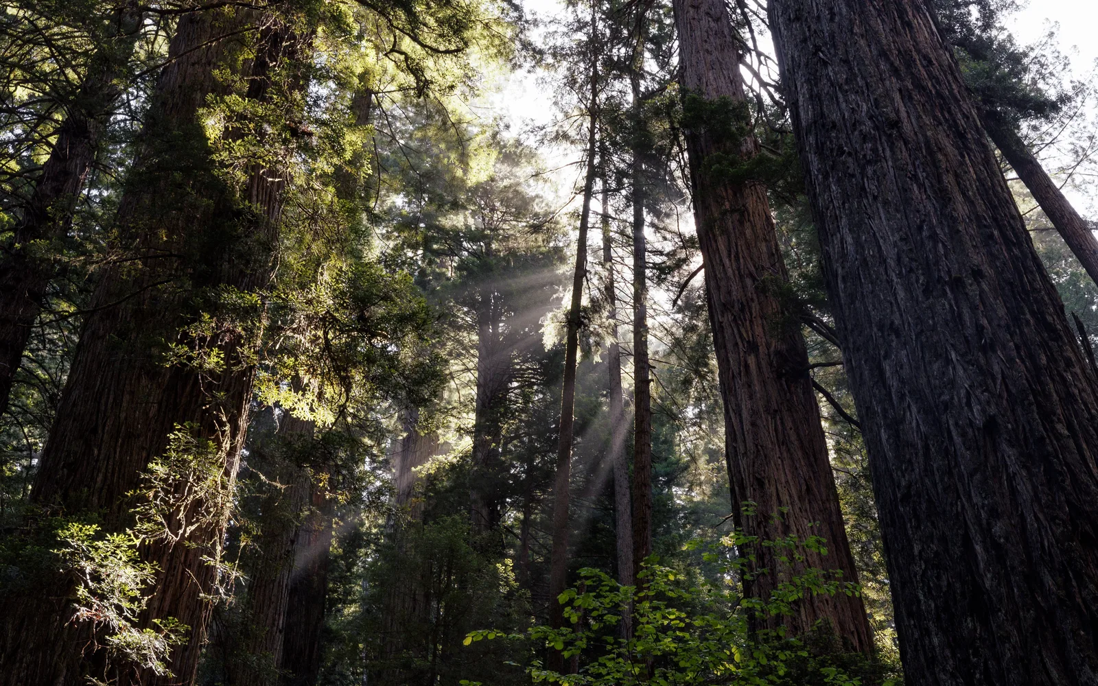 Grove of tall coast redwood trees in Redwood National and State Parks